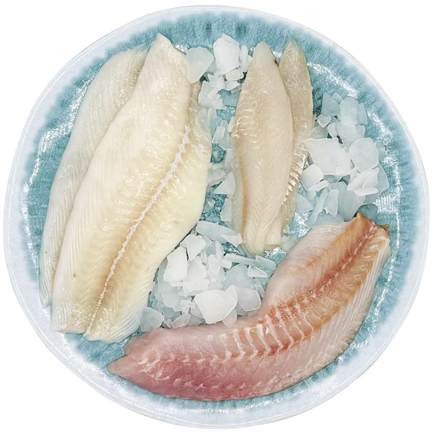 Diversité d’espèces