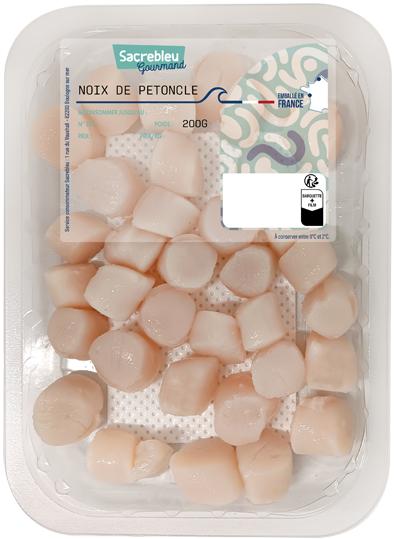 Saint Jacques et Pétoncle Ecossaise